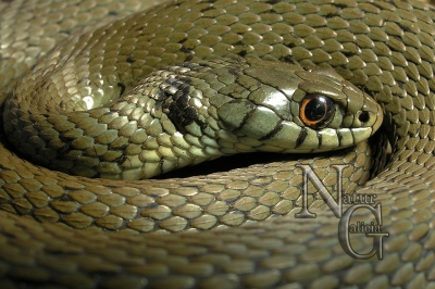 Cobra de colar (Natrix n.).