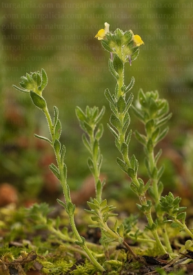 Paxariños (Linaria arenaria)