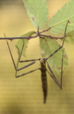 Insecto pau (Leptynia hispanica)